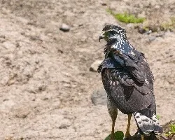 Buteogallus anthracinus