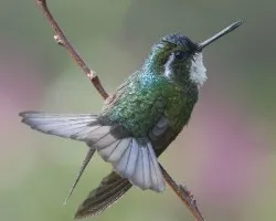 Lampornis castaneoventris