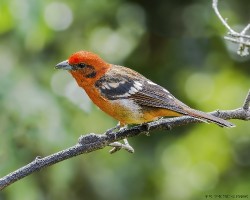 Piranga bidentata