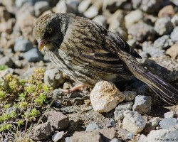 Junco volcani