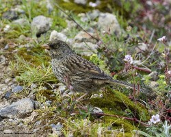 Junco volcani