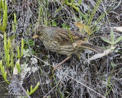 Junco volcani
