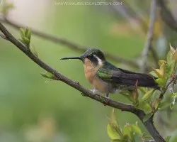 Lampornis castaneoventris