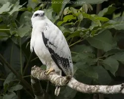 Leucopternis albicollis