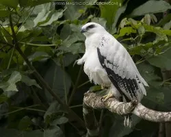 Leucopternis albicollis