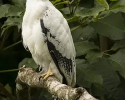 Leucopternis albicollis