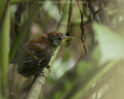 Thryothorus semibadius
