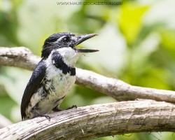 Notharchus tectus