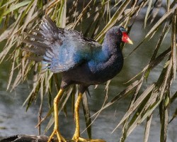 Porphyrio martinica