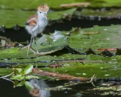 Jacana spinosa
