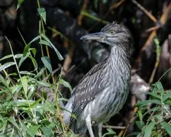 Nycticorax nycticorax