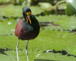 Jacana spinosa