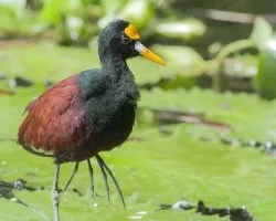 Jacana spinosa