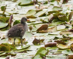 Gallinula chloropus
