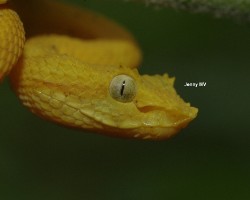 Bothriechis schlegelii