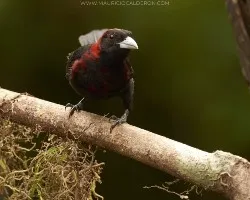 Ramphocelus sanguinolentus