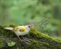 Arremon aurantiirostris