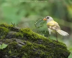 Arremon aurantiirostris