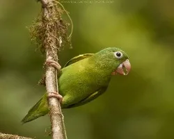 Brotogeris jugularis