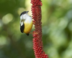 Manacus candei