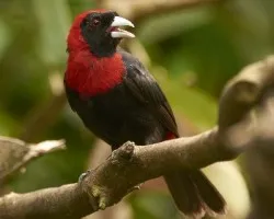 Ramphocelus sanguinolentus