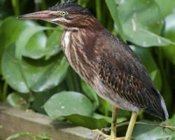 Butorides virescens
