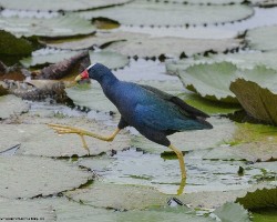 Porphyrio martinica