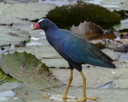 Porphyrio martinica