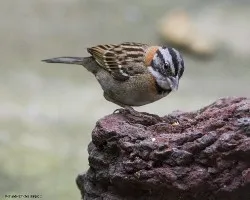 Zonotrichia capensis