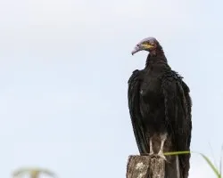 Cathartes burrovianus