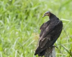 Cathartes burrovianus