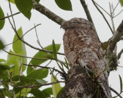 Nyctibius grandis