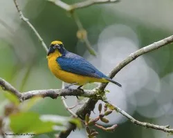 Euphonia hirundinacea