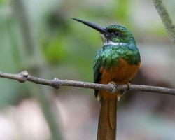 Galbula ruficauda