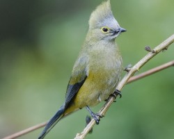Ptilogonys caudatus