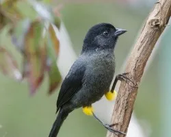 Pselliophorus tibialis