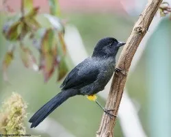 Pselliophorus tibialis