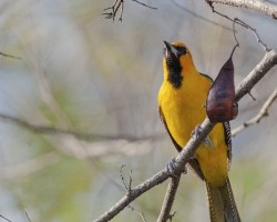 Icterus pustulatus