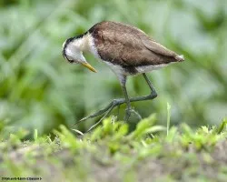Jacana spinosa