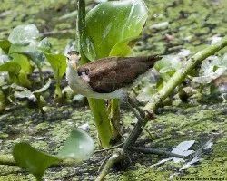 Jacana spinosa