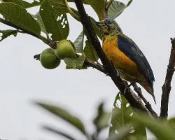 Euphonia elegantissima