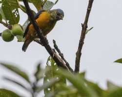 Euphonia elegantissima
