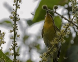 Setophaga fusca