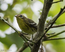 Setophaga fusca