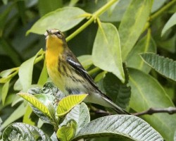 Setophaga fusca