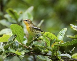 Setophaga fusca