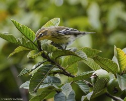 Setophaga fusca