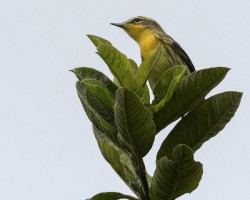 Setophaga fusca