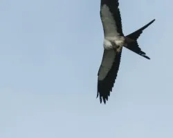 Elanoides forficatus