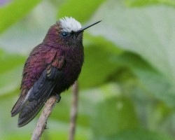 Microchera albocoronata